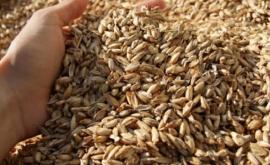 Cколько пшеницы осталось в стране не знает никто 