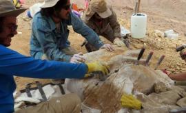 Rămăşiţele unui dinozaur erbivor descoperite de cercetători în cel mai arid loc de pe Pămînt