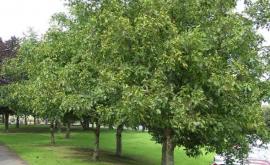 Половина экспортируемого Молдовой ореха собирается с деревьев вдоль дорог