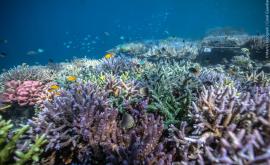 Activitatea omului a dus la degradarea recifului de corali din Caraibe încă în 1950