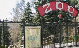 La Grădina Zoologică din capitală sau născut doi pui de tigru