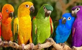 Care sînt de fapt speciile de papagali vorbitori