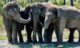 Цирковые слоны отправились на пенсию