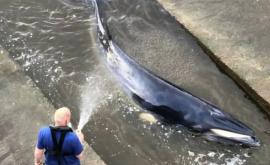  O balenă de mici dimensiuni a rămas blocată în rîul Tamisa