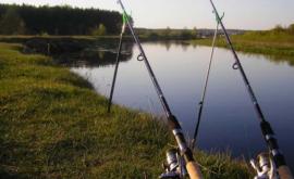 Liber la pescuitul scrumbiei de Dunăre Află de cînd