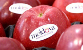 Exportul de mere din Moldova a scăzut brusc în această primăvară