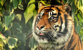 Prima operație în lume la un tigru căruia sa reușit salvarea ochiului bolnav