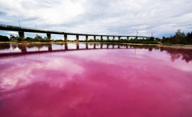 Lacul roz din Australia