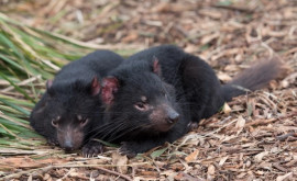Pentru prima dată după milenii diavolii tasmanieni au născut în Australia