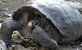 O broască țestoasă dintro specie considerată dispărută acum 100 de ani trăiește în Insulele Galapagos