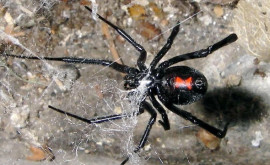 Păianjenul văduvă neagră face tot mai multe victime în Irlanda