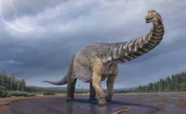 Ученые определили самый крупный вид динозавров найденный в Австралии