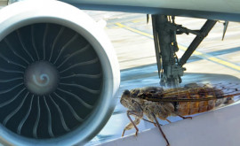 Самолет с журналистами Белого Дома не смог вылететь из США изза нашествия цикад