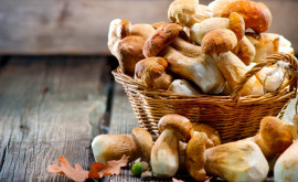 Диетологи предлагают заменить мясо грибами
