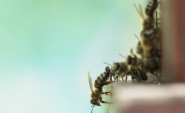 Salvatorii chemați să alunge un roi de albine care a pătruns întro grădiniță din capitală