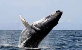 В Индийском океане обнаружили популяцию исчезающего вида китов
