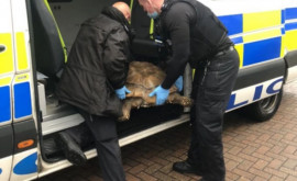 В Британии сбежавшую гигантскую черепаху нашли в двух километрах от дома