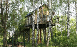 Гостевой дом на дереве Успешный бизнес российской семьи