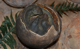 Vameşii au găsit un ou de dinozaur fosilizat ascuns întrun pachet trimis din Malaezia