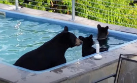 Жара в Канаде семейство медведей устроило купания в бассейне