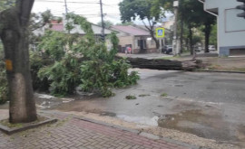 Дерево упало на электропровода прямо в центре Кишинева