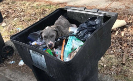 В США мусорщик спас от смерти выброшенного щенка