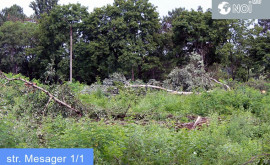 Полиция Вырубка деревьев на Буюканах проводится с разрешения министерства сельского хозяйства