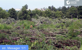 Примэрия не давала разрешительного документа на вырубку деревьев возле парка Ла Извор