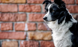 В США пропавший щенок найден зажатым между двумя стенами Как он туда попал