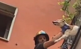 Cum a fost salvat un cîine rămas blocat între gratiile unui balcon