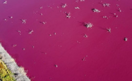Cum a devenit un lac din Patagonia roz peste noapte