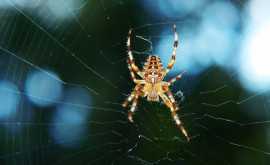В Китае обнаружили 10 новых видов пауков