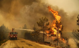 Число жертв лесных пожаров в Турции увеличилось до 8 человек