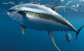 Рекордный улов в Словении Рыбак поймал огромного тунца
