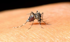 Как избавиться от комаров просто и дешево
