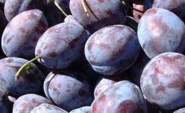 În Moldova a crescut exportul de prune