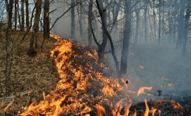 Incendiile de pădure Agenția de mediu vine cu mai multe recomandări