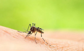  Вирус передающийся через укусы комаров достиг Европы