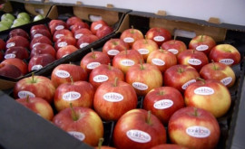 99 din exporturile de mere proaspete ajung pe piața rusă