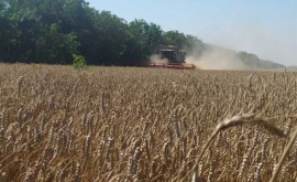 La sudul Moldovei a fost colectată o recoltă record de cereale