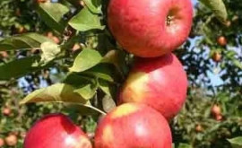 Moldova exportă 99 din mere în Rusia