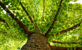 Oamenii de ştiinţă au descoperit secretul longevităţii copacului de Ginkgo Biloba