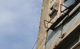 Un roi e albine a luat cu asalt balconul unui apartament din sectorul Botanica