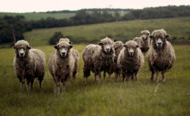 В Хынчештском районе ямы на сельской дороге набили овечьей шерстью