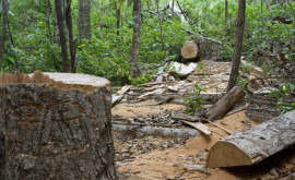 Массовую вырубку леса обнаружили в Хынчештах и Кантемире