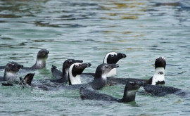 Zeci de pinguini găsiți morți pe o plajă Ce sa întîmplat
