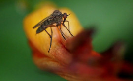 В Африке зафиксировали неуязвимую для лекарств малярию