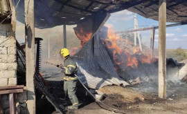 На севере страны пожарным удалось спасти животных из огня