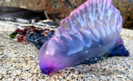 У берегов Великобритании заметили смертельно опасных фиолетовых существ 