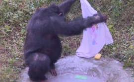 Un cimpanzeu harnic sa apucat de spălat haine lîngă un rîu din India